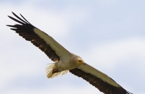 Ασπροπάρης, ο μυθικός γύπας των βράχων