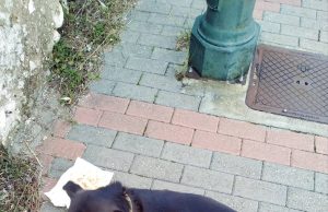 Εισηγήσεις και Βίντεο από την Ημερίδα του Δικηγορικού Συλλόγου Ξάνθης με θέμα : “Ζώα Συντροφιάς : Νομικά και Ηθικά Ζητήματα, Ατομική και Συλλογική Ευθύνη”